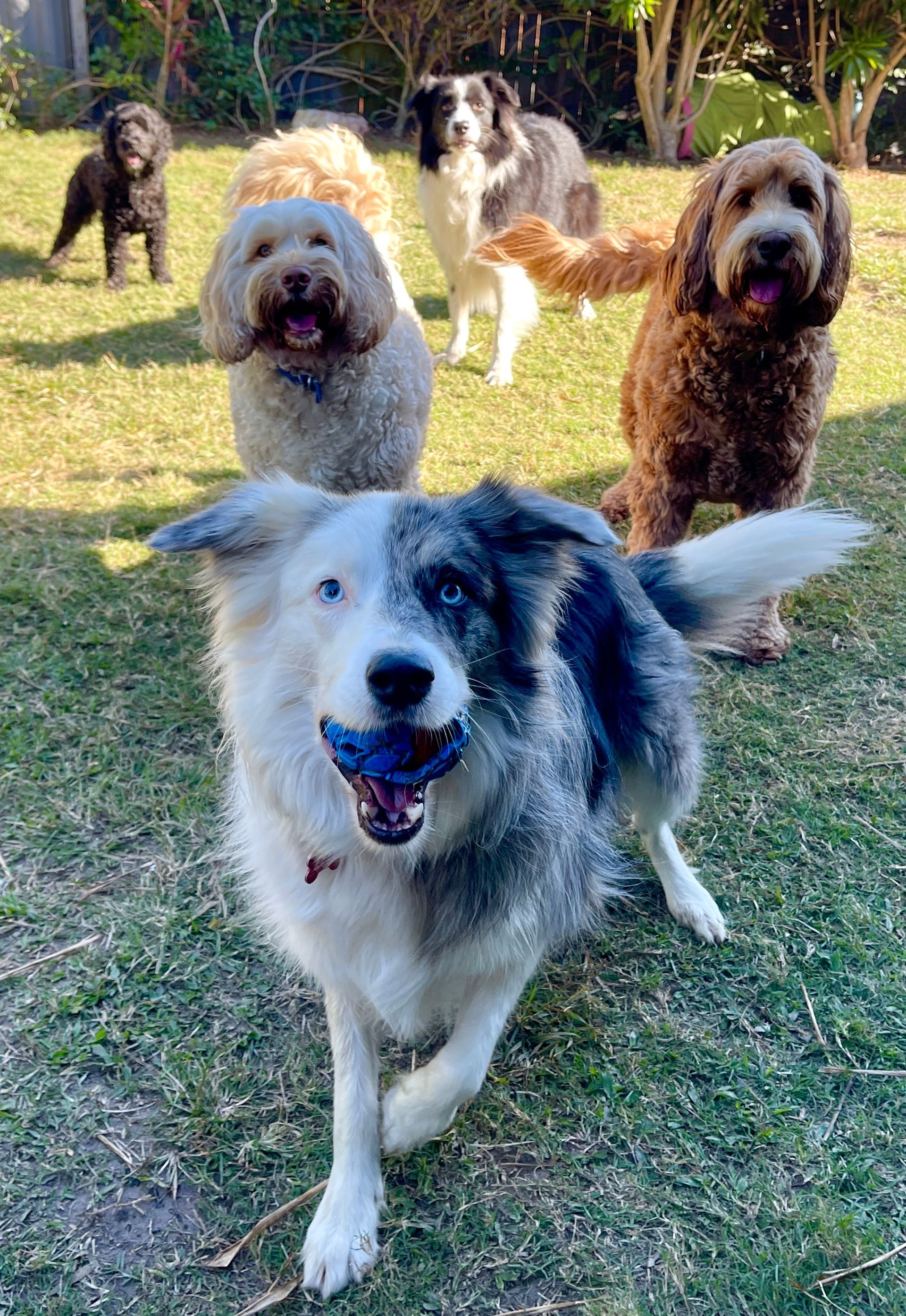 Dogs playgroup looking at camera