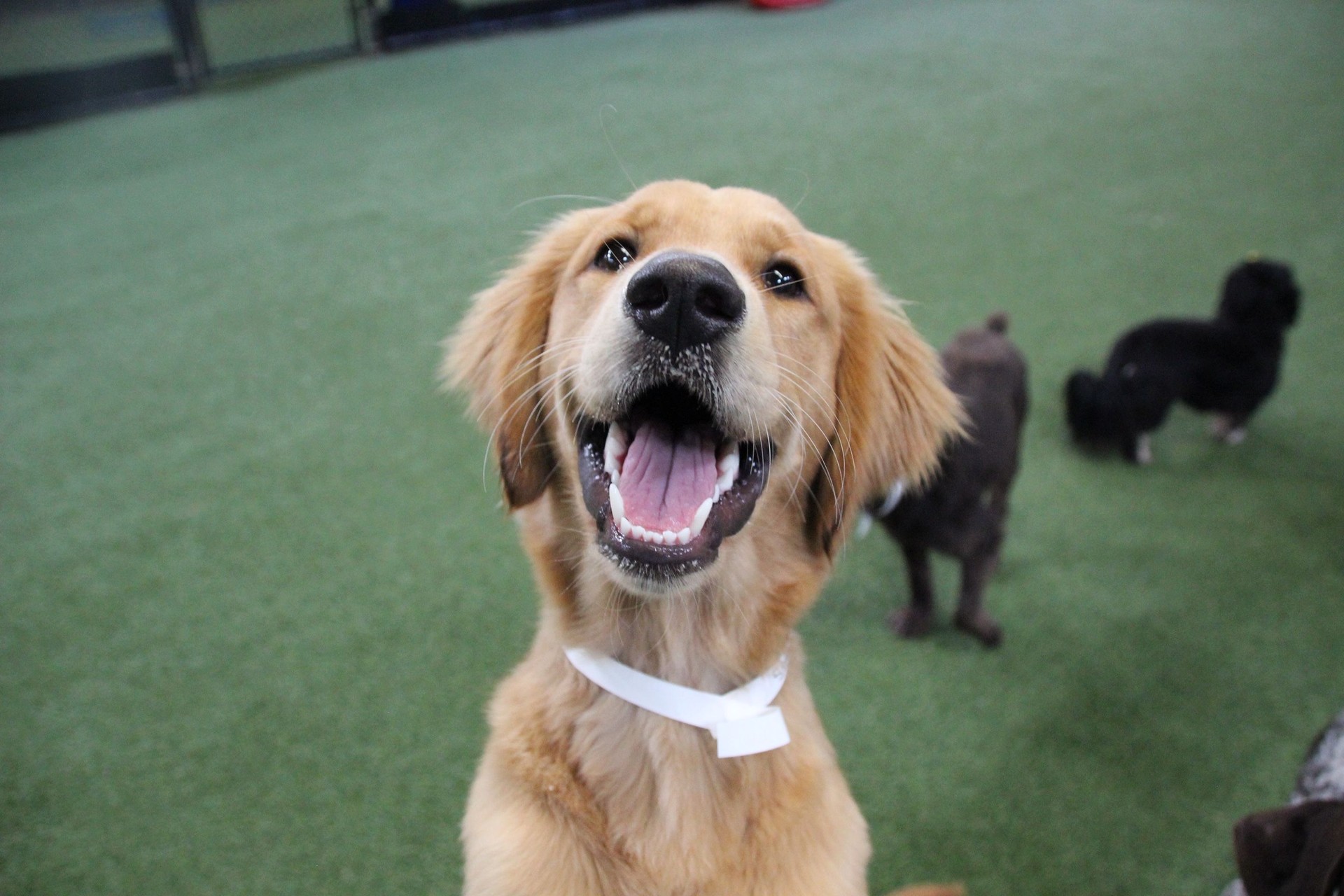 Happy golden retriever